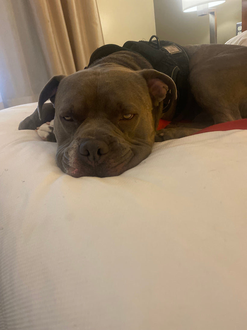 Nugget Reviews Hotel Beds — A Completely Serious Investigative Report