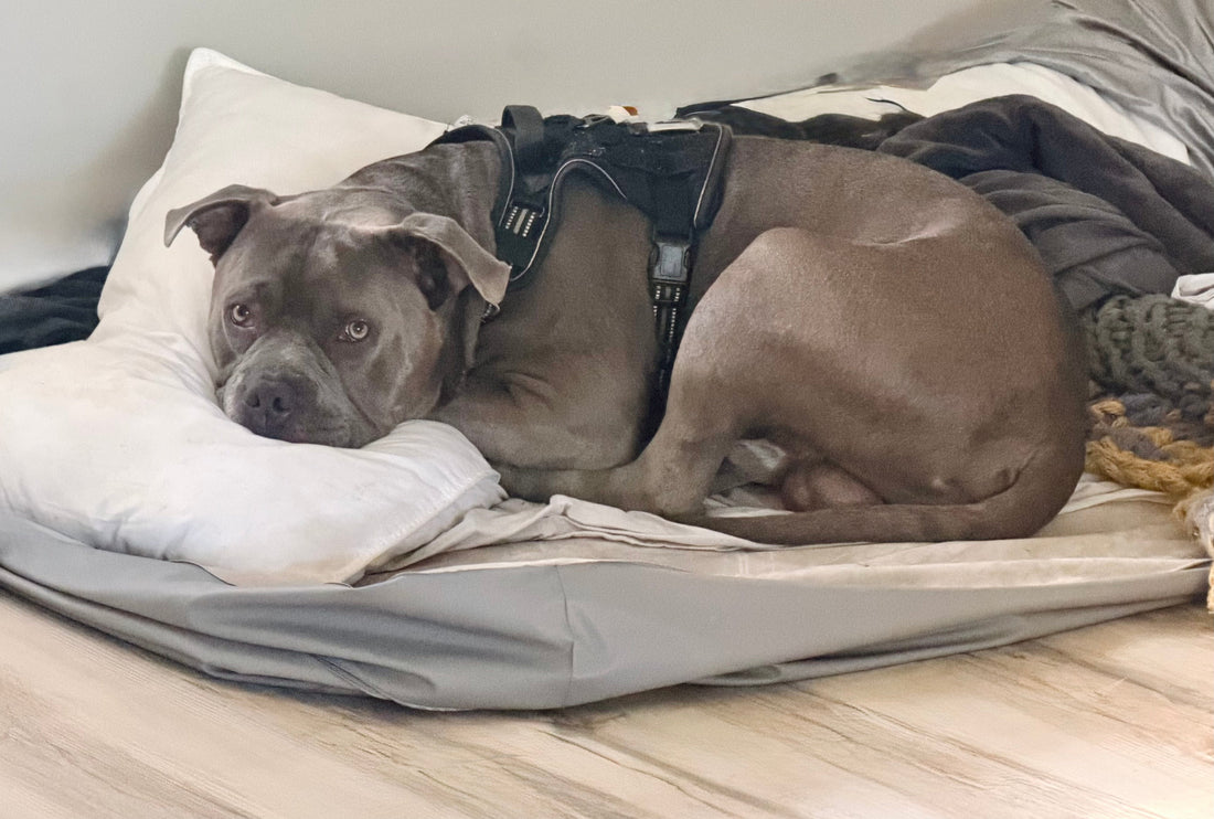Nugget Has Had Enough. The Air Mattress Rebellion of 2026.