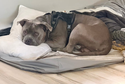 Nugget Has Had Enough. The Air Mattress Rebellion of 2026.