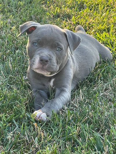 Baby Nugget